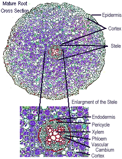 mature dicot root slide Mature dicot root slide